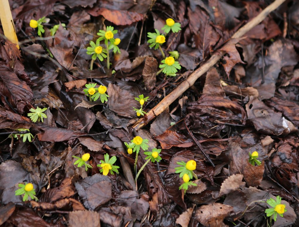 n_0210winterlinge95.jpg