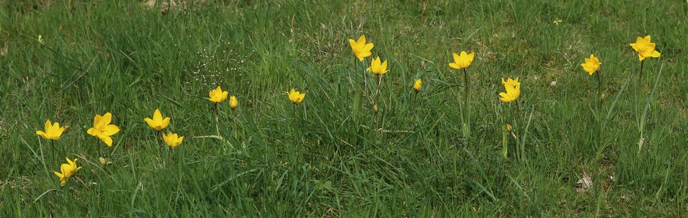 Wildtulpe.jpg
