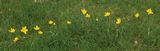 0407Wildtulpe17.jpg