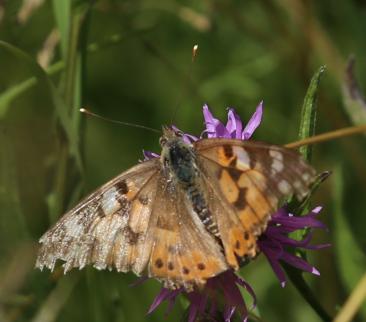 Distelfalter zerzaust
