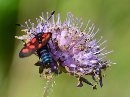 Beilfleck-Widderchen