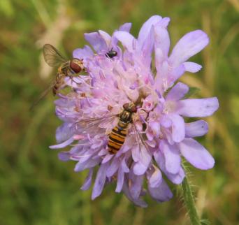 Schwebfliegen und K&auml;fer