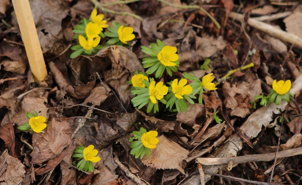 n_220224_gelbe_buschwindroeschen.jpg
