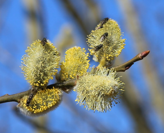 n_220313_kueblerweide.jpg
