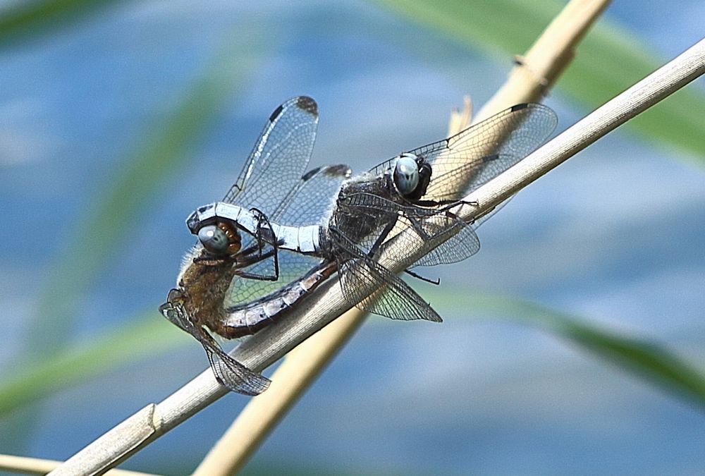 n_220606_spitzenfleck__libellula_fulva_.jpg