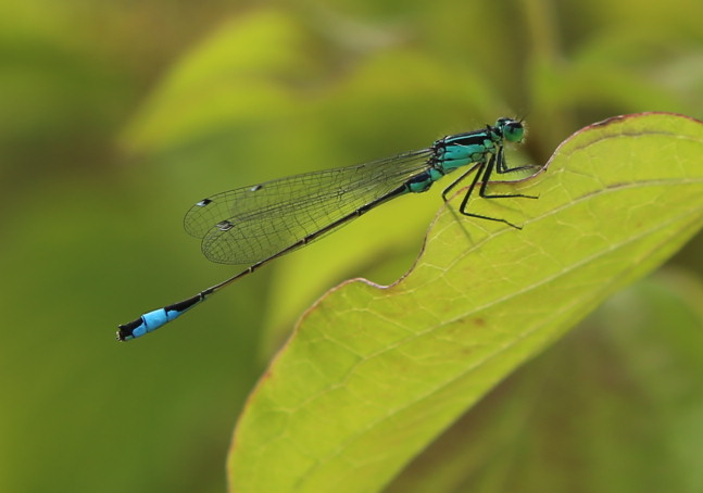 n_220609_grosse_pechlibelle__ischnura_elegans_w.jpg