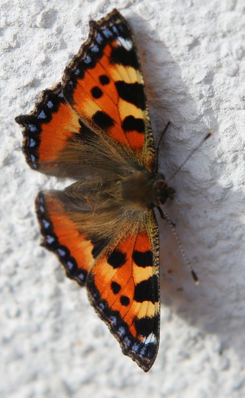 n_220523_kleinerfuchs_hauswand_.jpg