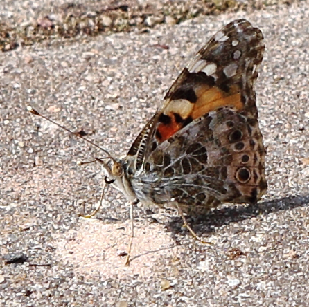 n_220610_distelfalter.jpg