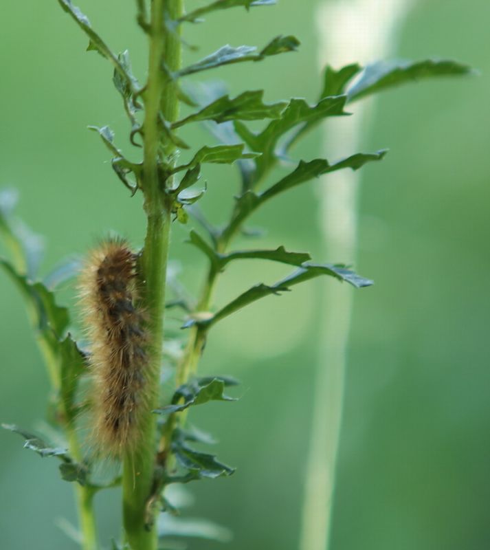 n_220617_gelben_fleckleibbaer__spilarctia_cf__lutea_.jpg