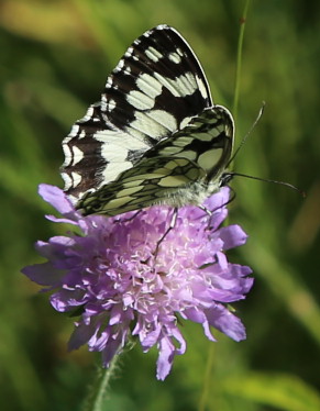 n_220617_schachbrettfalter.jpg