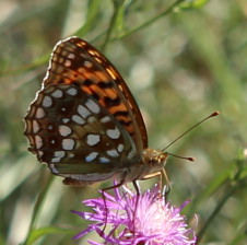 n_220808_feuriger_perlmuttfalter__fabriciana_adippe_.jpg