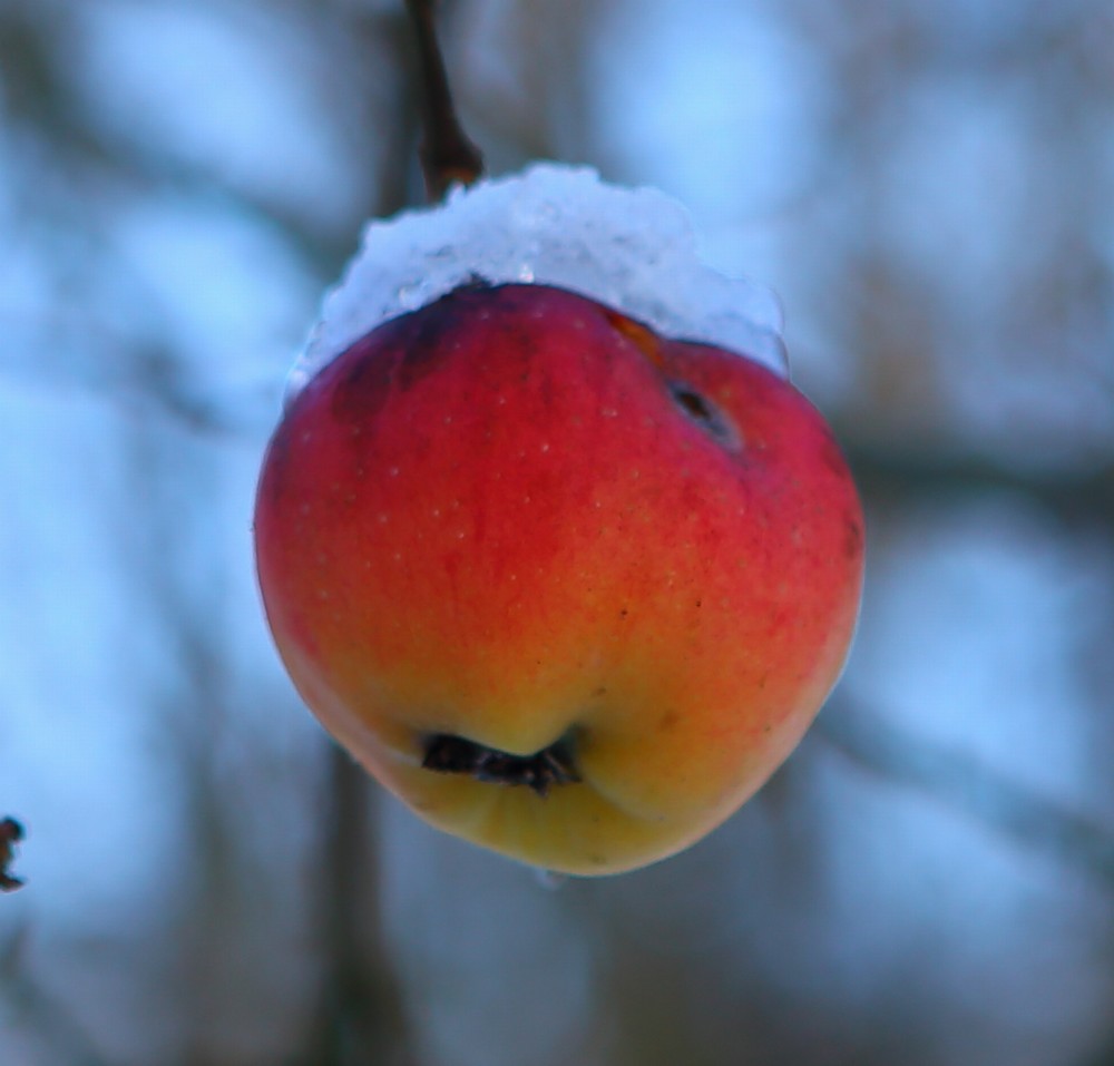 n_1203-apfelimschnee1.jpg