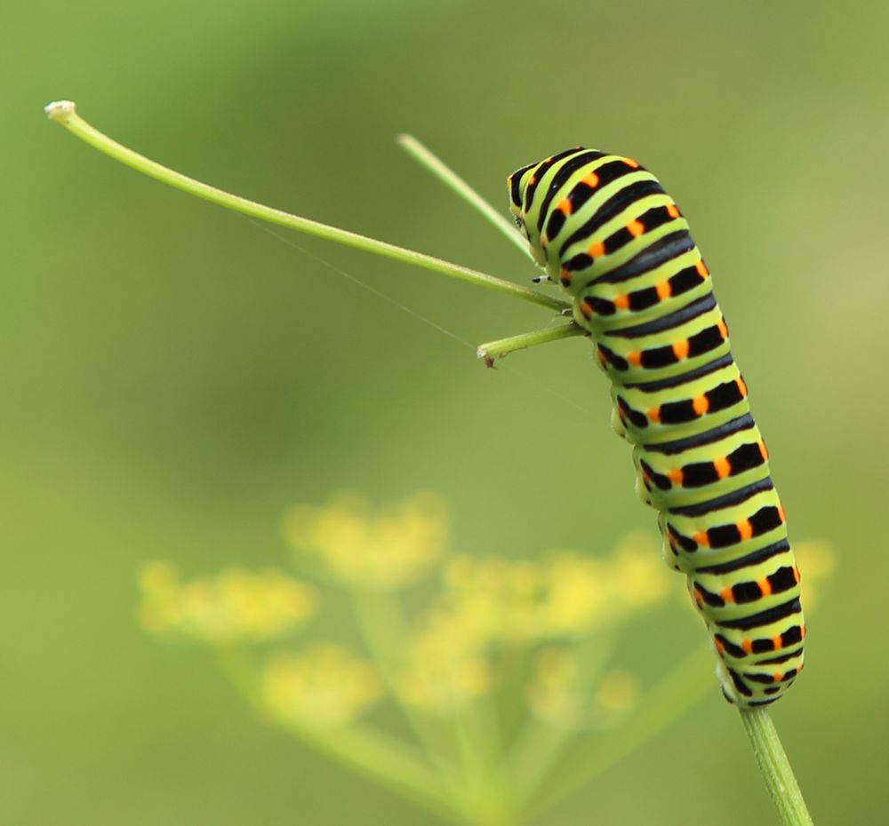 n__02__schwalbenschwanz__papilio_machaon__raupe.jpg