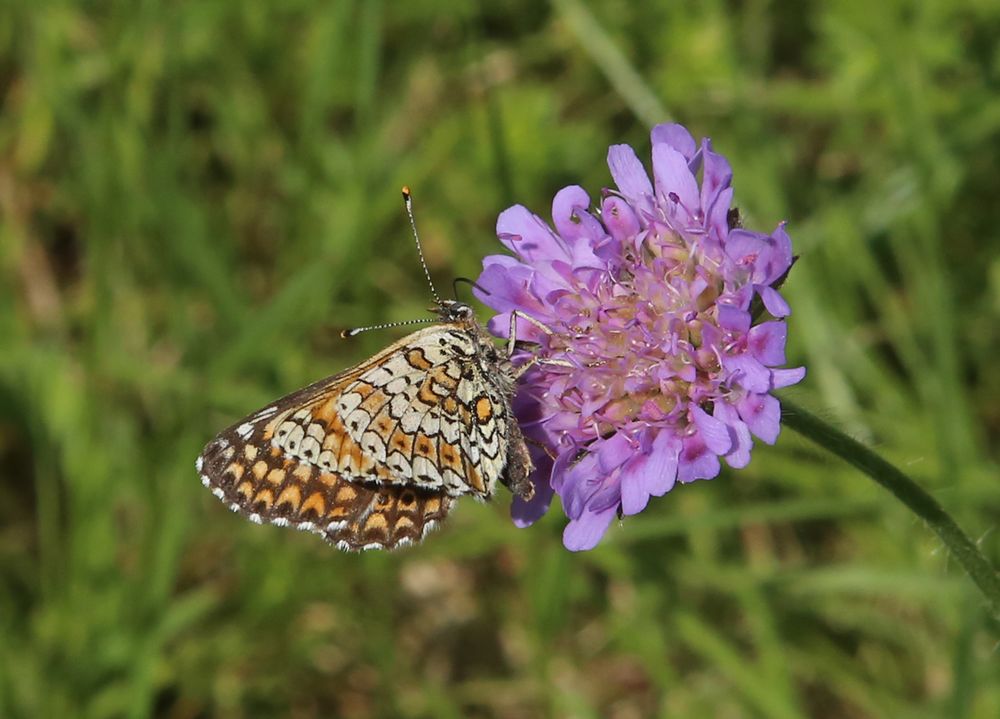 n__12__wegerich_scheckenfalter__melitaea_cinxia_.jpg