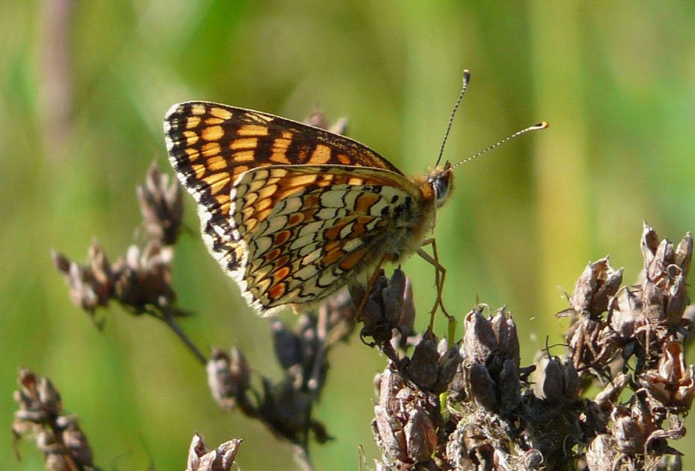 n__15__flockenblumen_scheckenfalter__melitaea_phoebe_.jpg