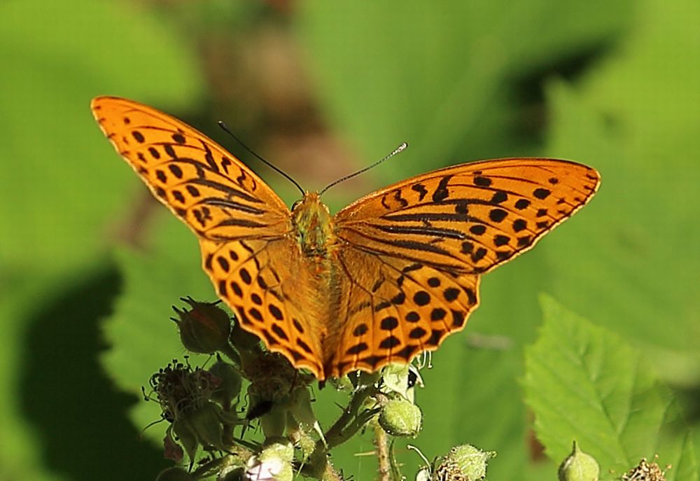n__17__kaisermantel_silberstrich__argynnis_paphia_.jpg