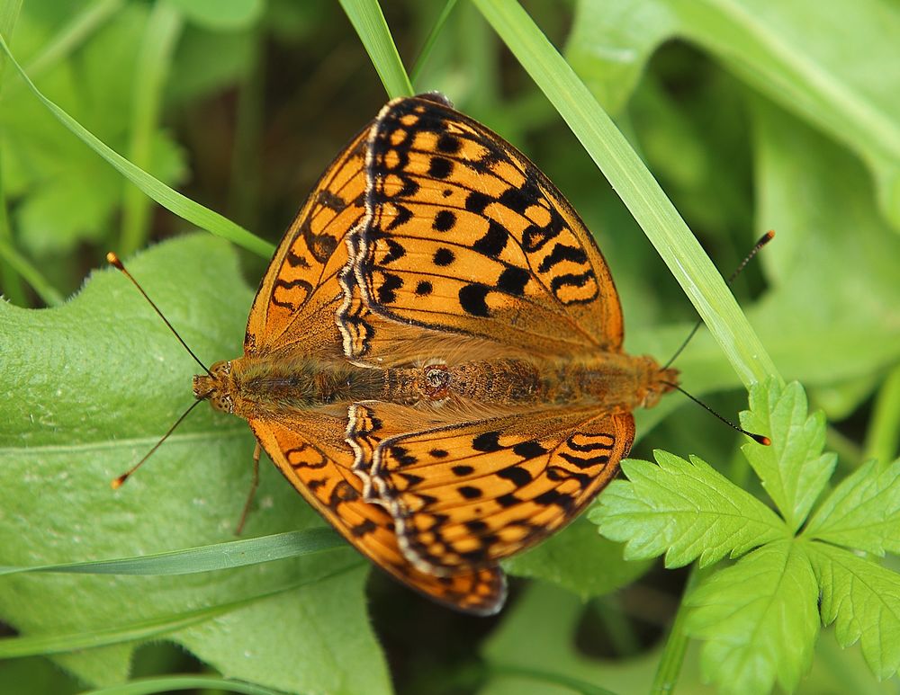 n__18__feuriger_perlmuttfalter__fabriciana_adippe_.jpg