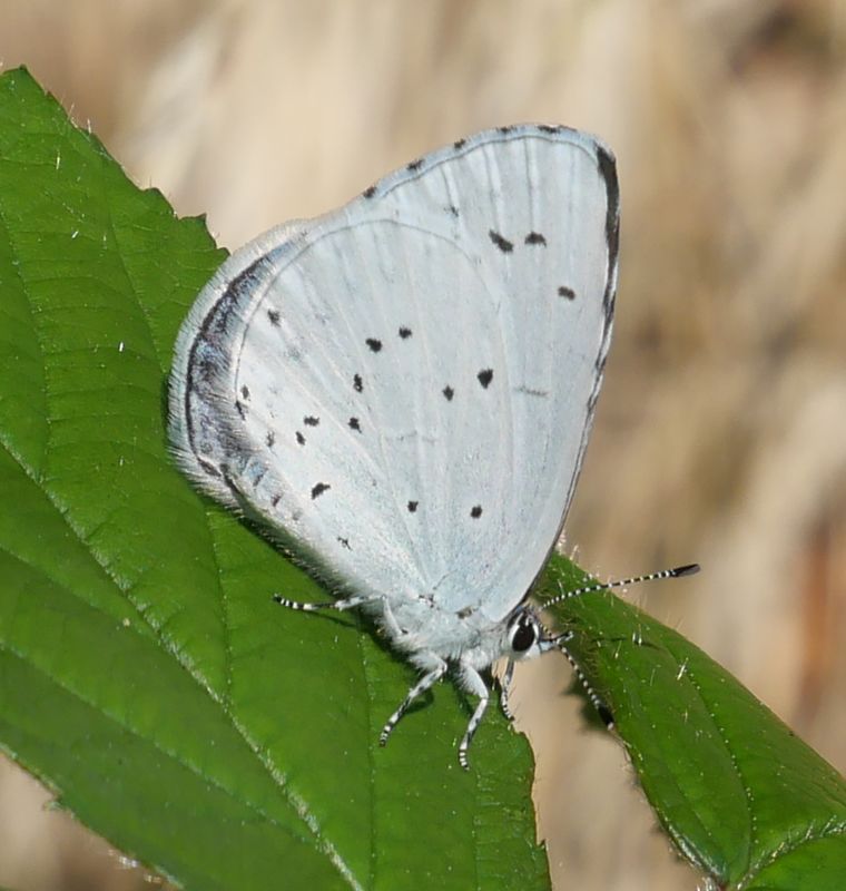 n__22__faulbaumblaeuling_w___celastrina_argiolus_.jpg