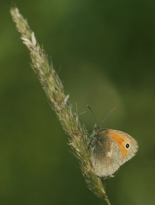 n__25__kleines_wiesenvoegelchen__coenonympha_pamphilus_.jpg