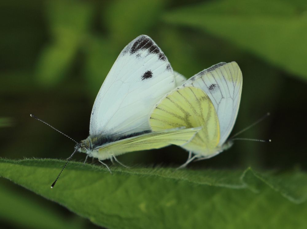 n__38__rapsweissling__pieris_napi_.jpg