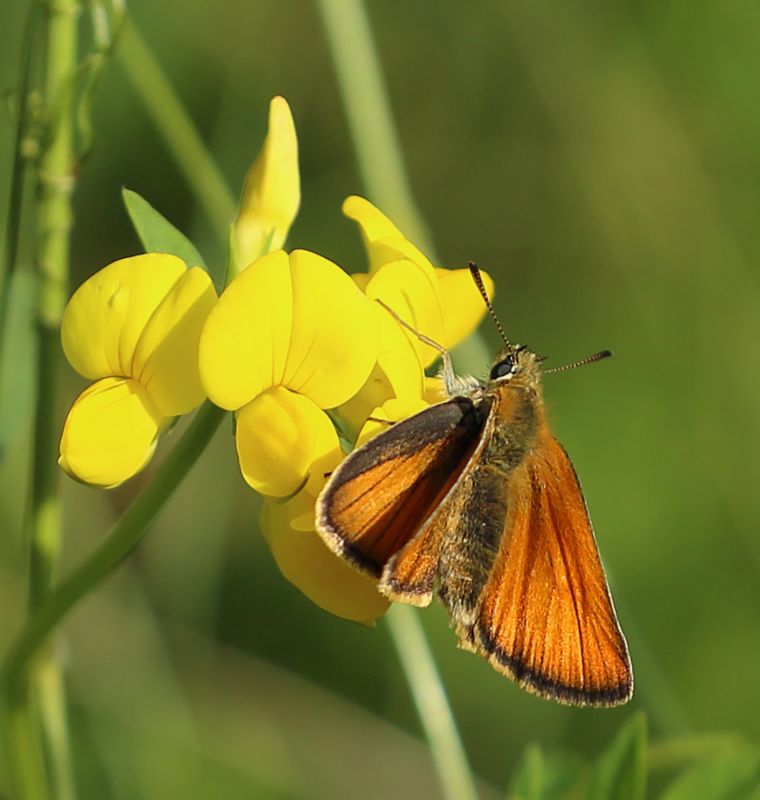 n__44__schwarzkolbiger_braun_dickkopffalter__thymelicus_lineola_.jpg