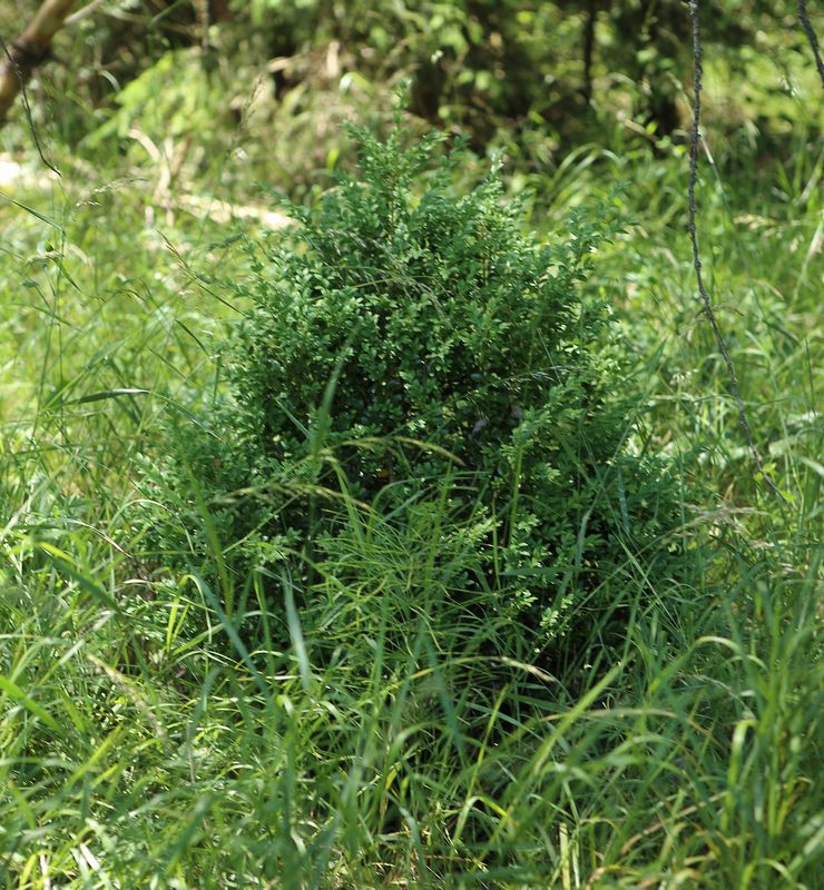 n_0621_buchsbaum__buxus_.jpg
