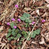 0223 fruehblueher.jpg