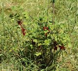 0621 johannisbeere-detvans.jpg