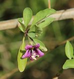 0831 gojibeerebluete.jpg